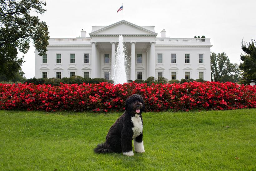 Bo admits he will miss the White House.