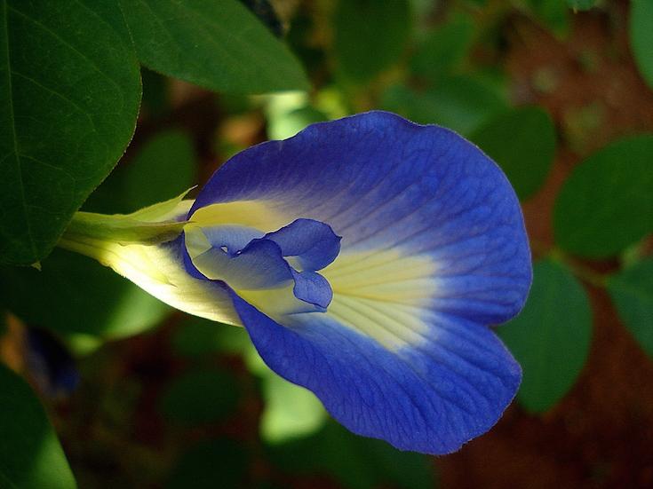 Clitoria ternatea