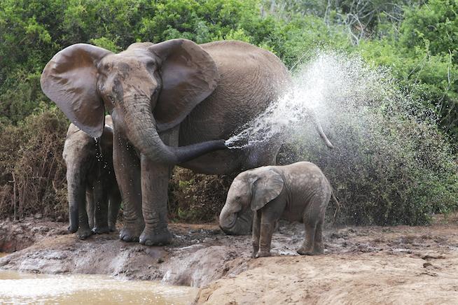 Happy elephant momma and baby.