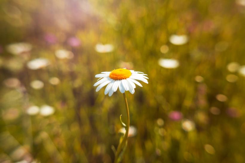 So many times in life, Daisy grew through the cracks, through what seemed like impossible obstacles.