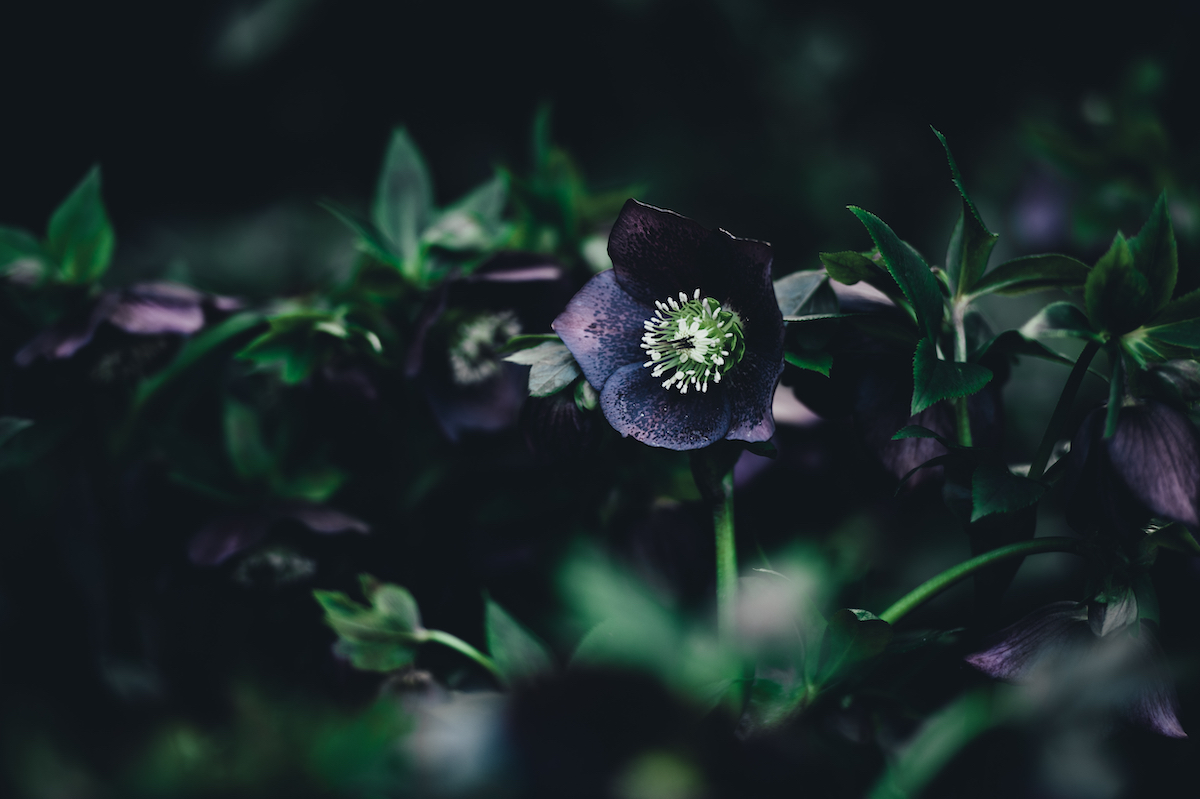 Photo by Annie Spratt on Unsplash