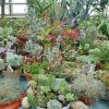 Succulents galore! Image: <a href="https://upload.wikimedia.org/wikipedia/commons/7/7e/5-bio-bsu-botany.jpg">Wikipedia</a>