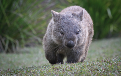 Wombats have butts that can probably kill predators. Wow. (Image Credit: Flickr/Louis Jones)