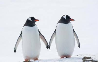 Magic and Sphen formed a bond before the 2018 mating season.